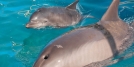 Sonar Devices Harmful To Marine Animals 